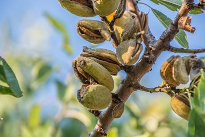 Low angle view of fruits on tree