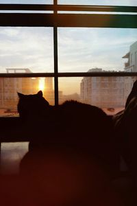 Silhouette cat looking through window