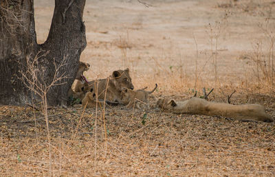 Lioness with cubs resting by tree at zoo