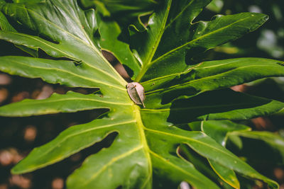 Close-up of insect on leaves