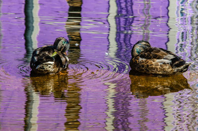 Ducks swimming in lake