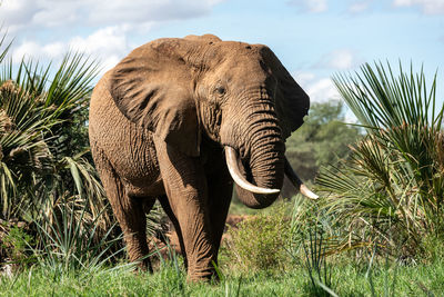 Close-up of elephant on field against sky