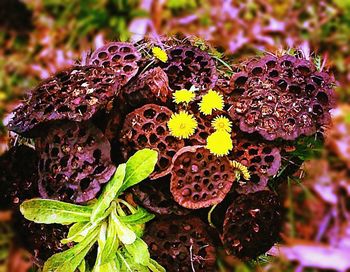 Close-up of flowers