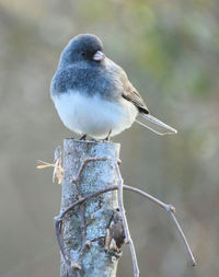 Close-up of bird perching on a feeder