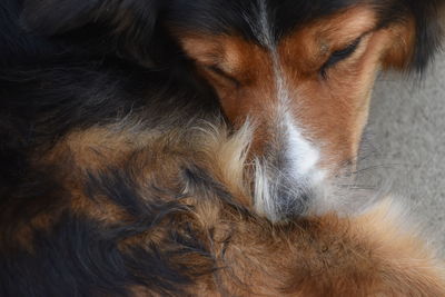 Close-up of dog