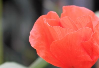 Close-up of flower blooming outdoors