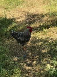 Bird on field