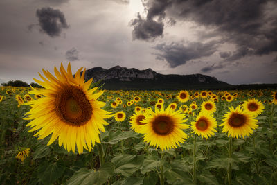 Close-up of sunflower on field against cloudy sky