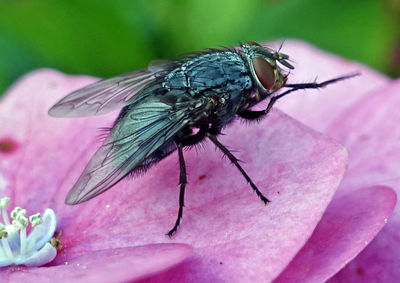 Close-up of honey bee pollinating flower