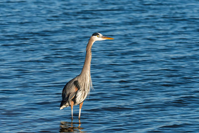 High angle view of gray heron
