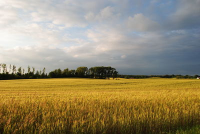 Scenic view of agricultural field against sky