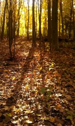 Trees in forest