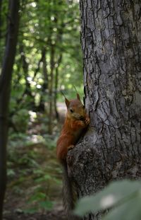 Squirrel on tree trunk