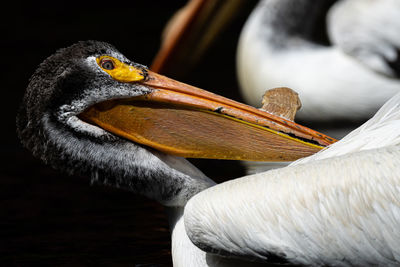 Close-up of a bird