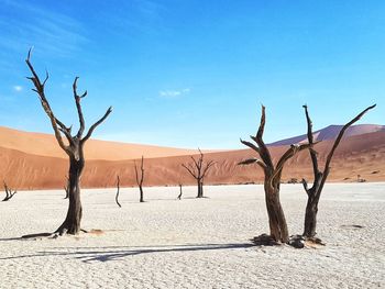 Bare tree on desert against sky