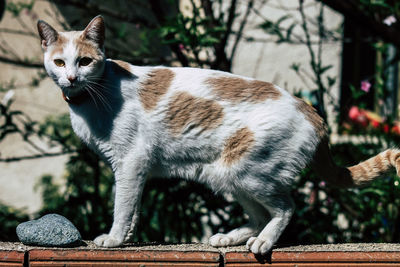 Close-up of a cat looking away