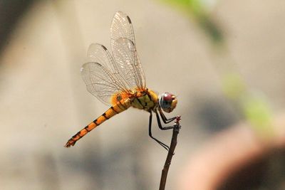 Close-up of dragonfly on twig