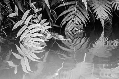 Full frame shot of plants