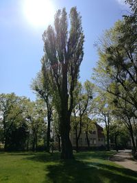 Trees against clear sky