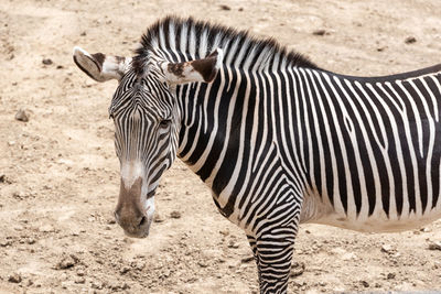 Zebra standing on land