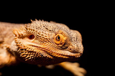 Close-up of lizard at night
