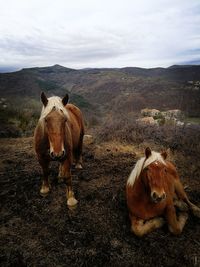 View of a horse on field