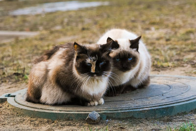 Two siamese street cats are sitting on a sewer hatch. homeless cats bask in the hatches of sewage.