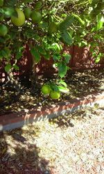 Leaves growing on tree