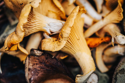 Close-up of edible chanterelle mushrooms