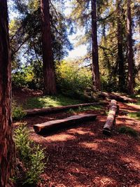 Trees in forest