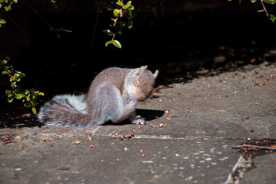 Close-up of squirrel