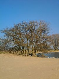 Bare trees on landscape against clear blue sky