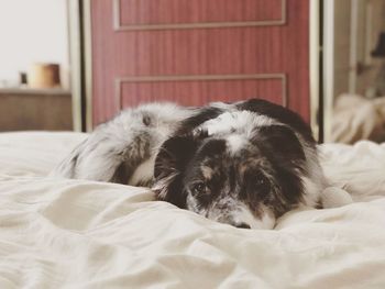 Close-up of dog relaxing on bed