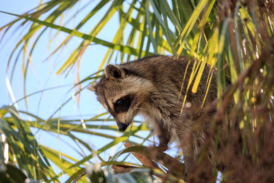 Close-up of cat on tree