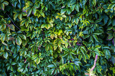 Wall covered with green and yellow ivy around lake caldaro in bolzano italy