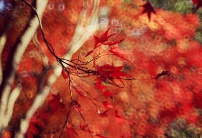 Close-up of maple leaves on tree