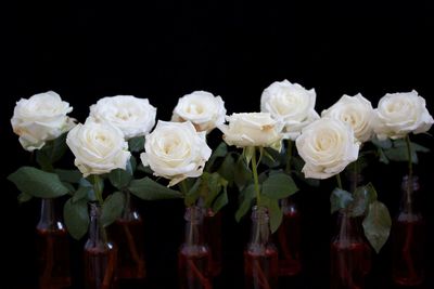 Close-up of flowers against black background