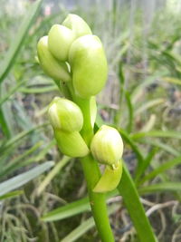 Close-up of fresh green plant