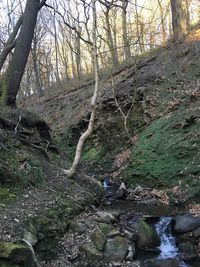 Stream passing through forest