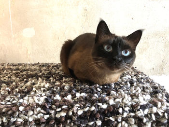 Portrait of cat relaxing on pebbles