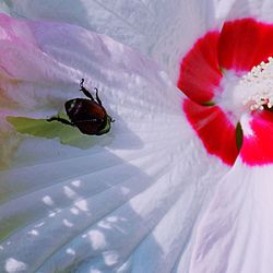 Close-up of red wall