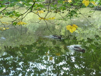 Reflection of trees in lake