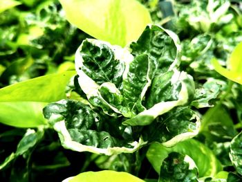 Close-up of fresh green plant