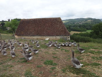 Flock of birds on field against sky