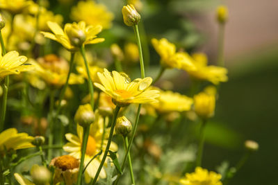 Close-up of yellow flowers blooming outdoors