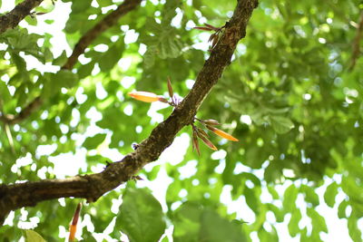 Low angle view of lizard on tree