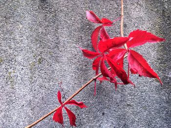 Close-up of red leaves