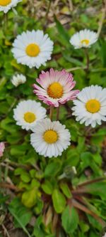 flowering plant