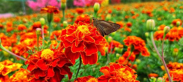 Close-up of butterfly pollinating on flower