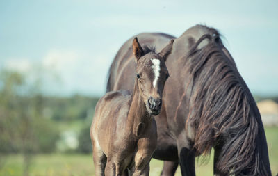 Horses standing on land against sky